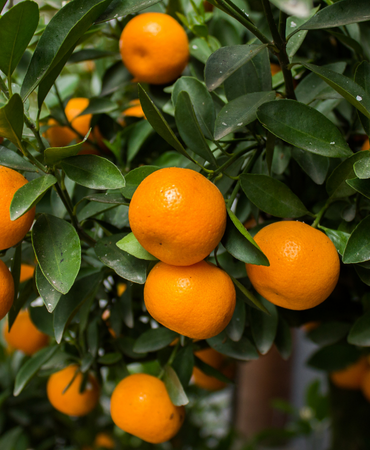 Naranjas valencianas frescas y naturales – Verduras Pitarch
