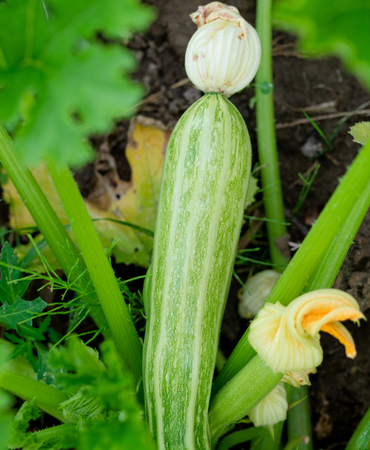 Calabacín blanco de la huerta de Castellón – Verduras Pitarch