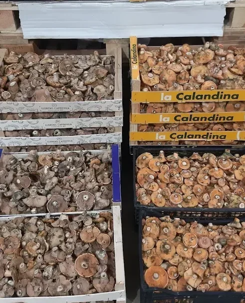 Setas frescas de temporada en Mercado de Abastos – Verduras Pitarch