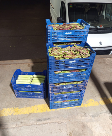 Calabazas de la huerta expuestas en el Mercado Clofent e Hijos – Verduras Pitarch