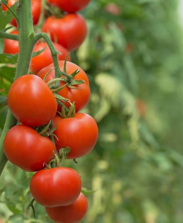 Tomates frescos de la huerta valenciana – Verduras Pitarch