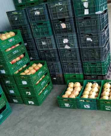 Puesto de cebollas frescas en el Mercado de Abastos – Verduras Pitarch