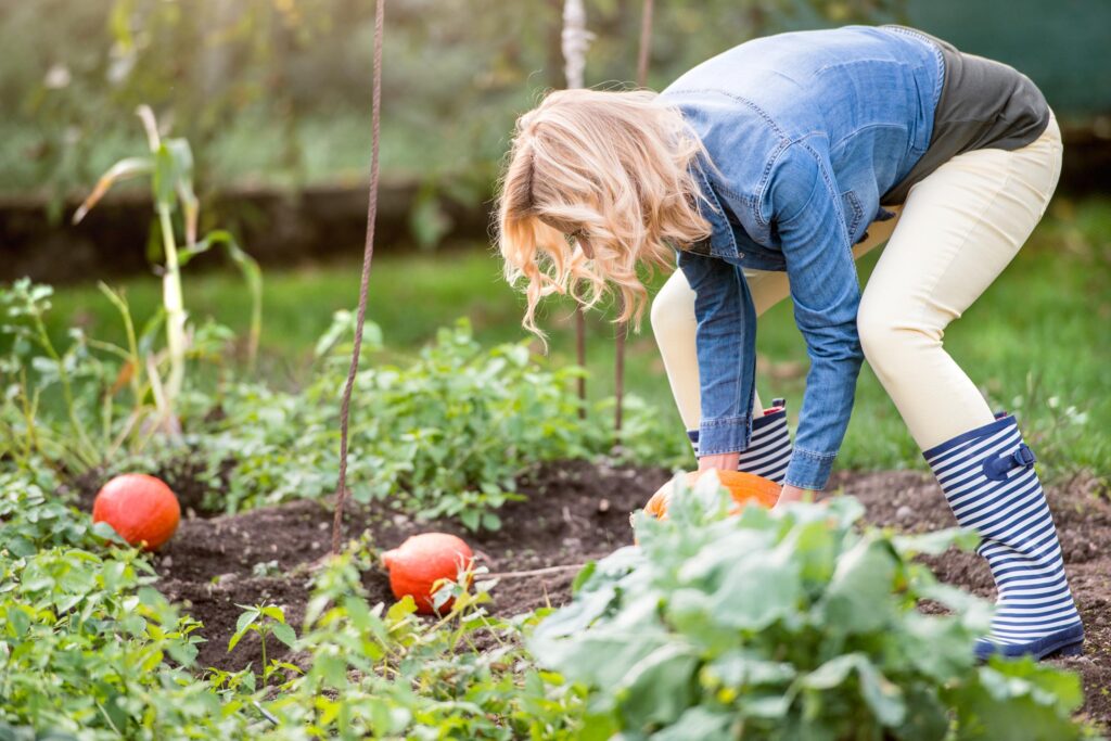 Cuidado de verduras frescas verduras pitarch