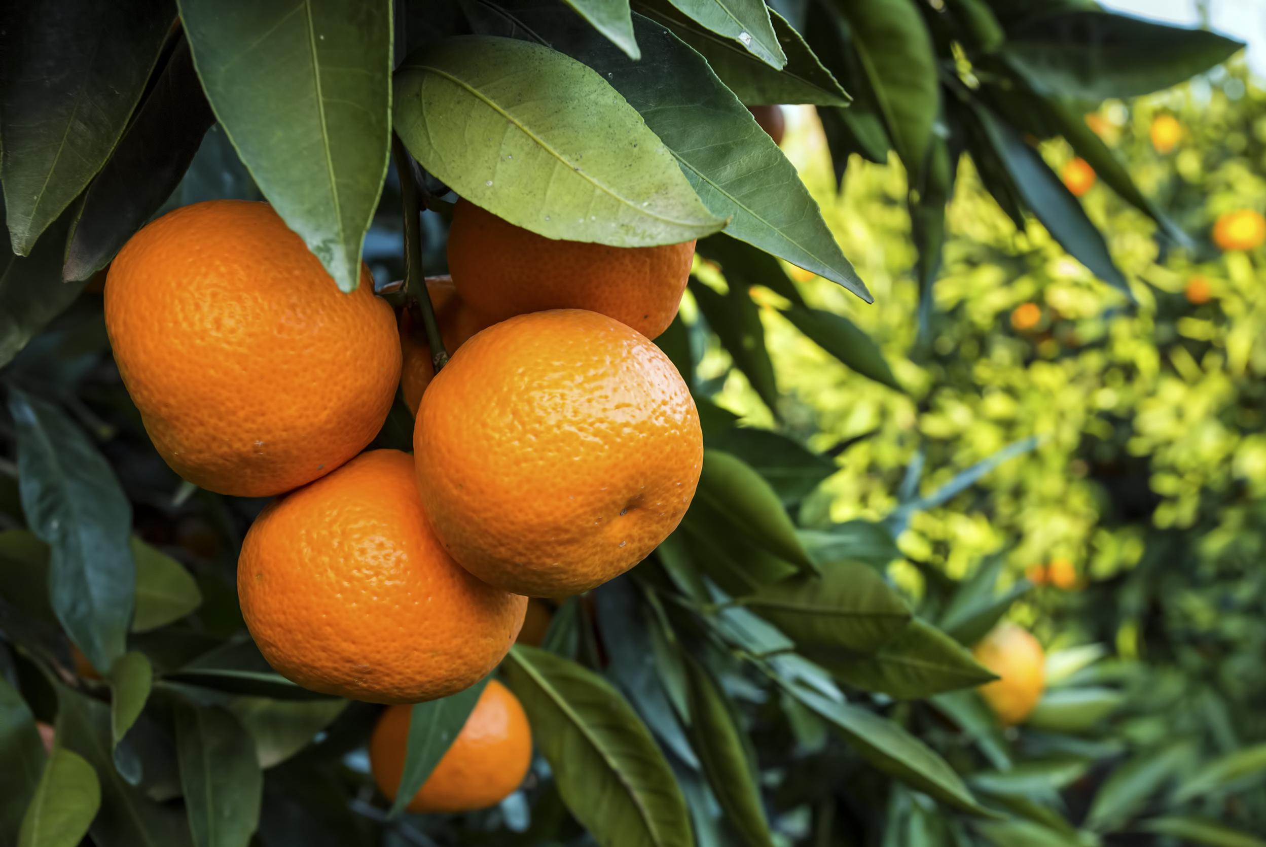 Frutas de primavera saludables: frescura y sabor en Castellón