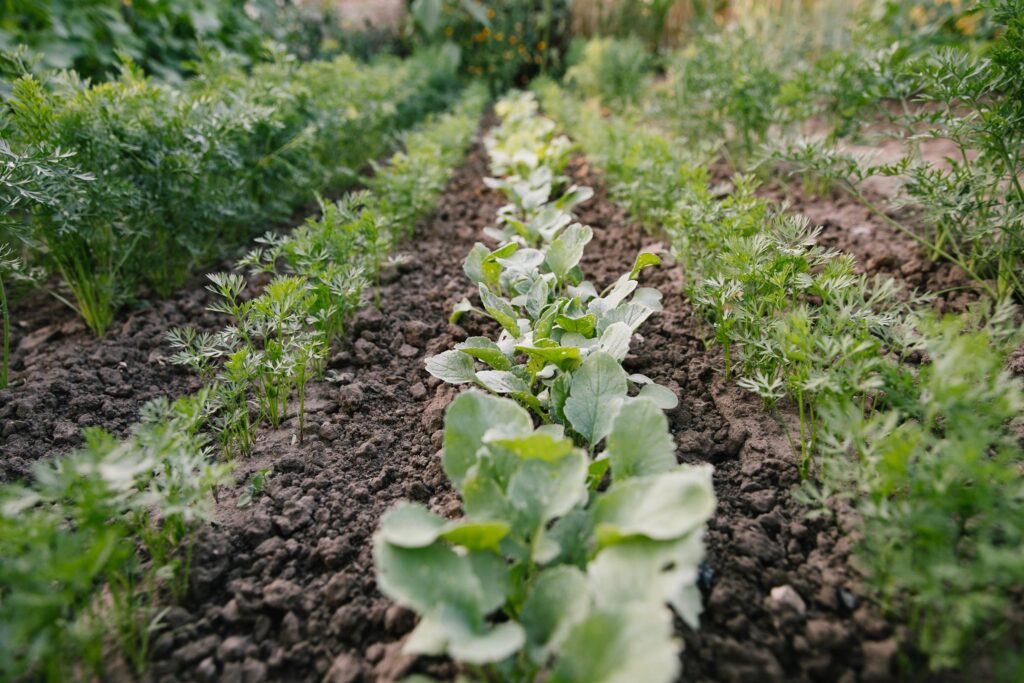 Preparación de verduras en la huerta verduras pitarch